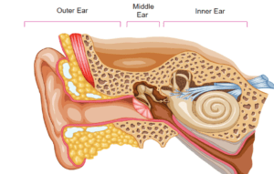 Image of the outer, middle, and inner ear.