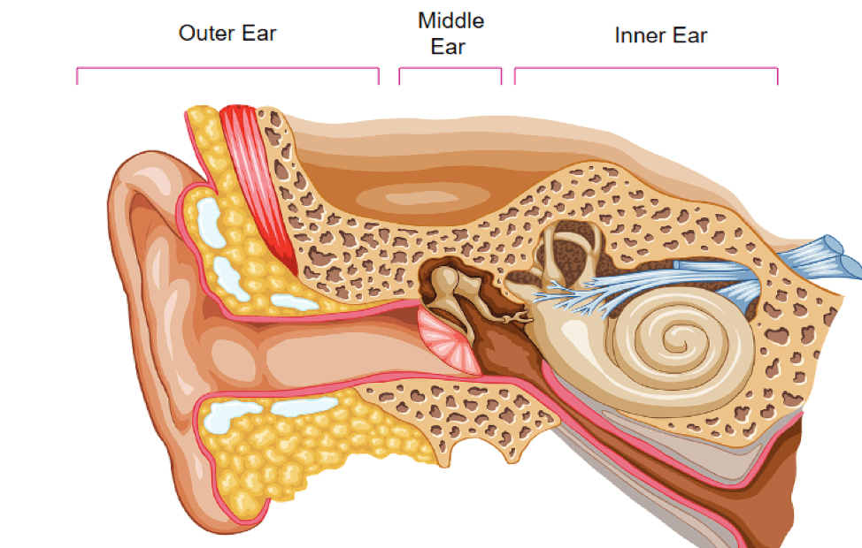 Image of the outer, middle, and inner ear.